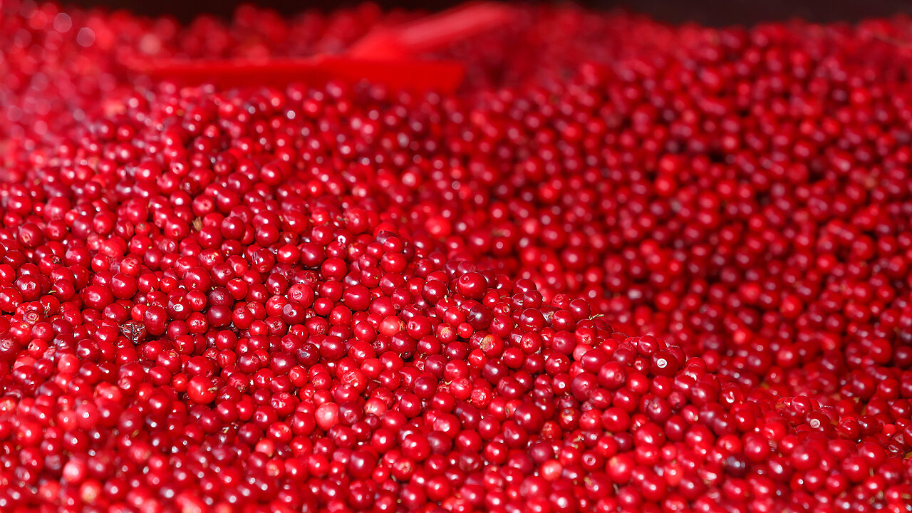 Wemmi sadonkorjuumarkkinat puolukat